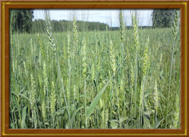 Сорт пшеницы "Омская 36"